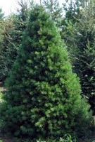 Pinus Sylvestris - Scots Pine